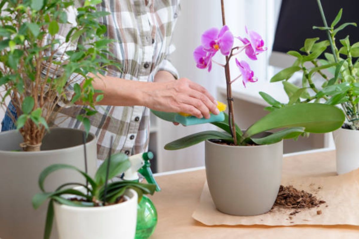 O encanto das orquídeas ao seu alcance: descubra como plantar e fazer florescer essas maravilhas