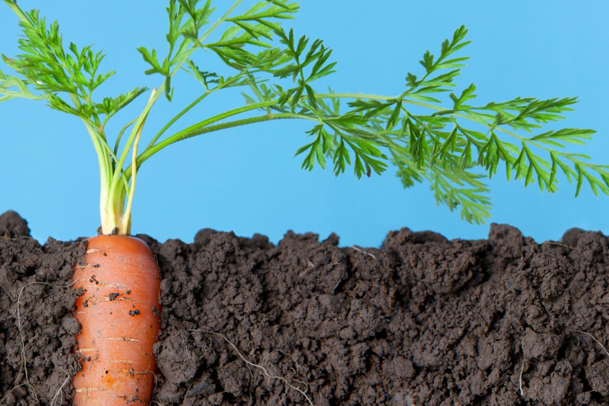 Segredos para uma colheita abundante: aprenda como plantar cenouras deliciosas na sua horta