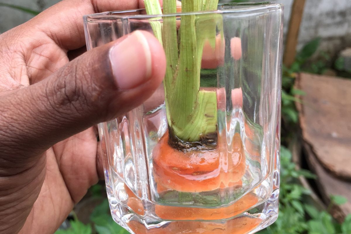 Segredos para uma colheita abundante: aprenda como plantar cenouras deliciosas na sua horta