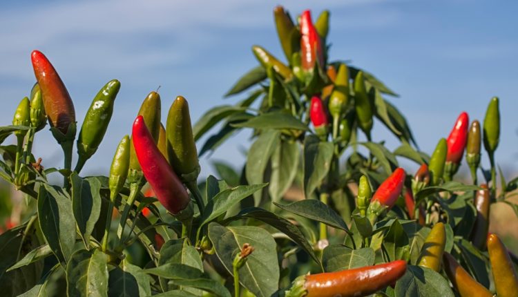 A arte do cultivo de pimentas: conheça os segredos dos especialistas