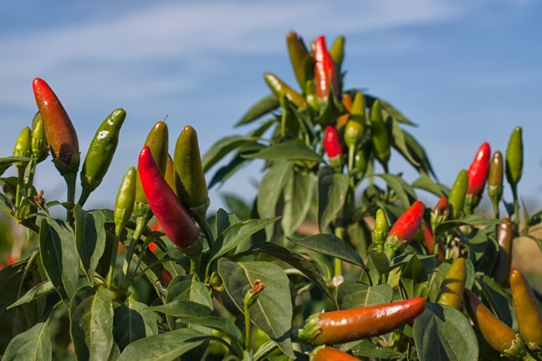 A arte do cultivo de pimentas: conheça os segredos dos especialistas