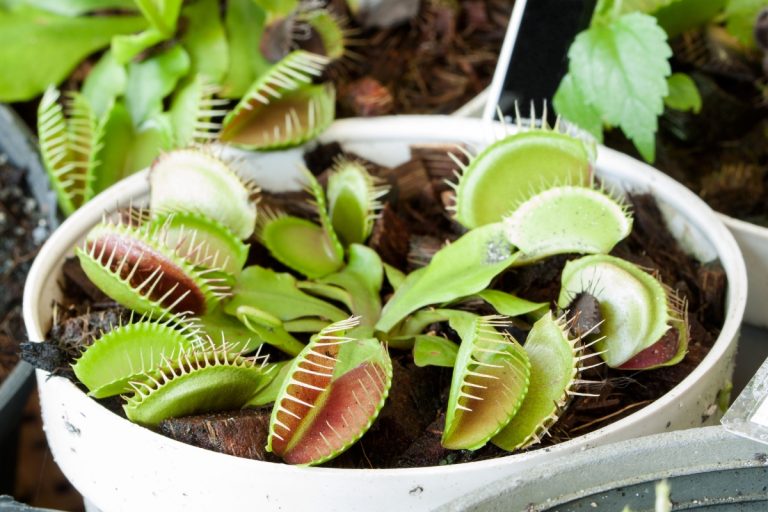 Mistério no reino vegetal: desvendando os segredos da dieta das plantas carnívoras