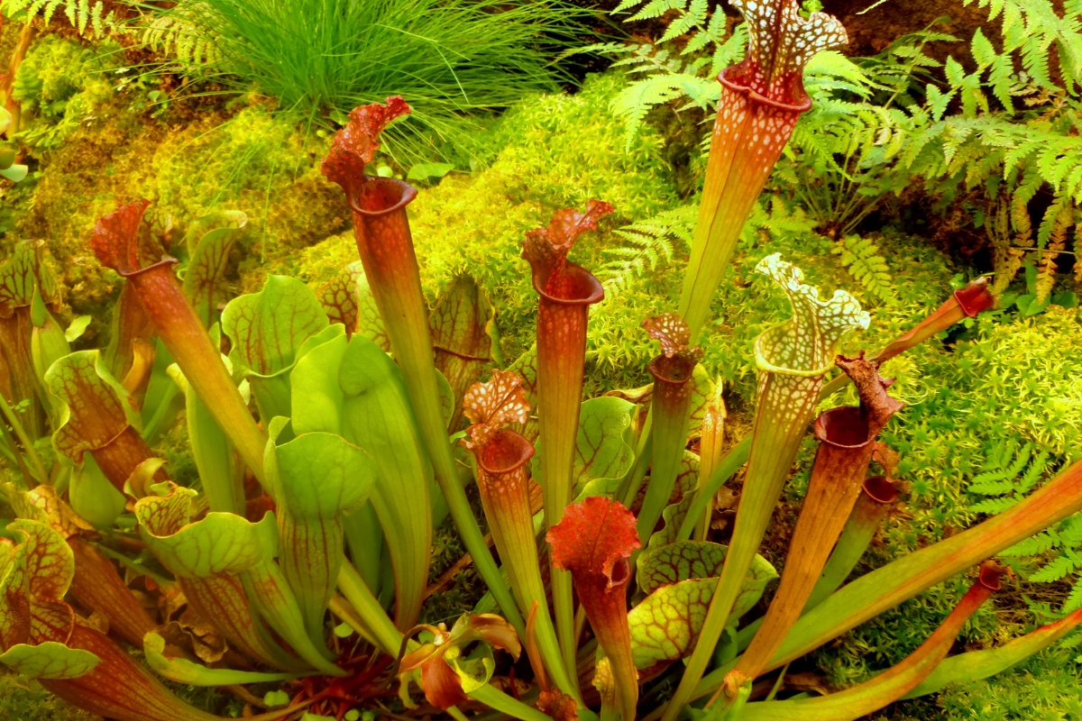 Mistério no reino vegetal: desvendando os segredos da dieta das plantas carnívoras