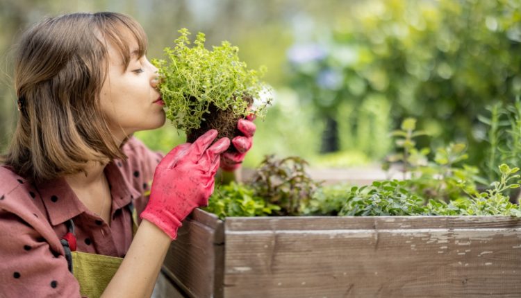 Conecte-se com a natureza: descubra as plantas perfeitas para quintal e varanda