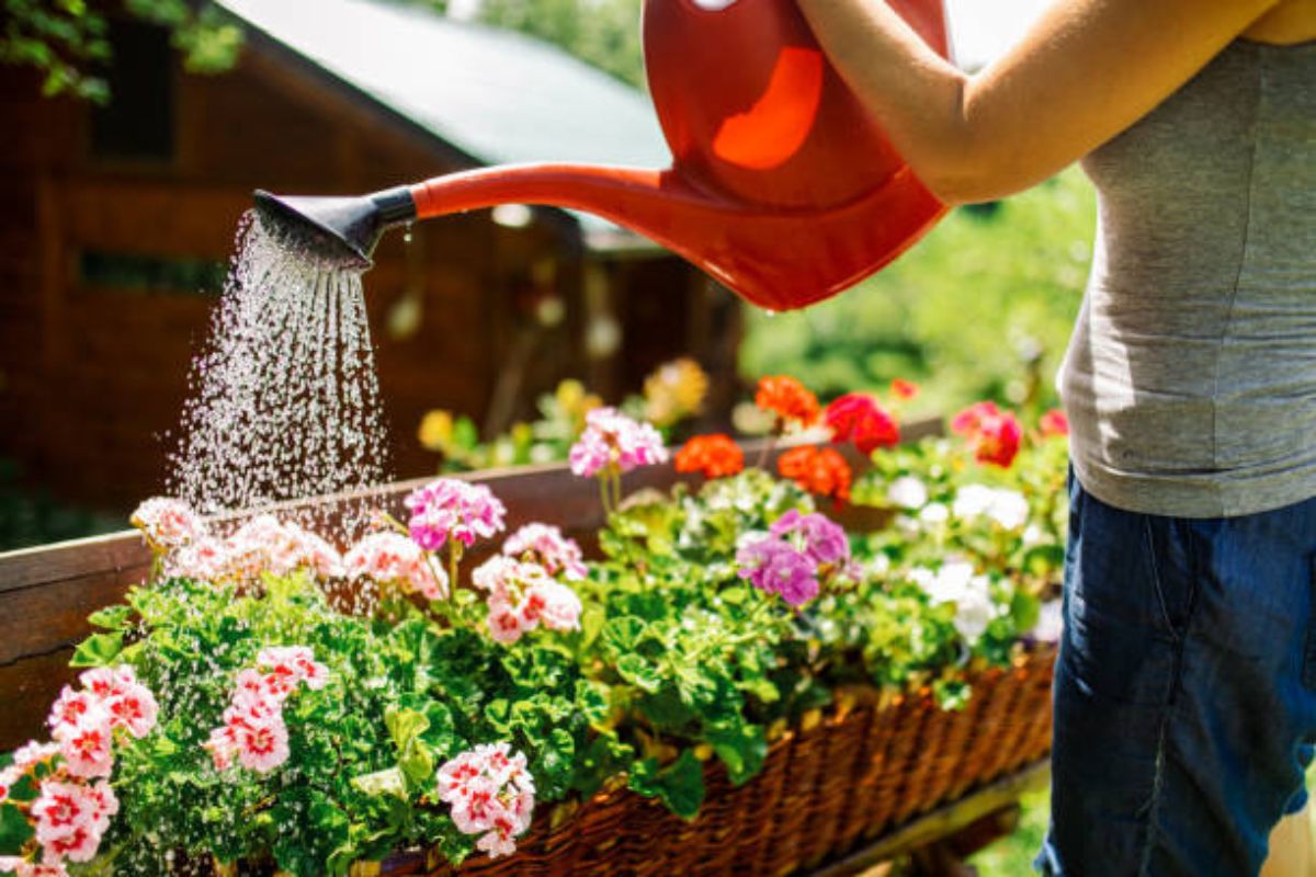 Segredos de um jardineiro de sucesso: descubra como o uso correto do regador de jardim pode fazer toda a diferença