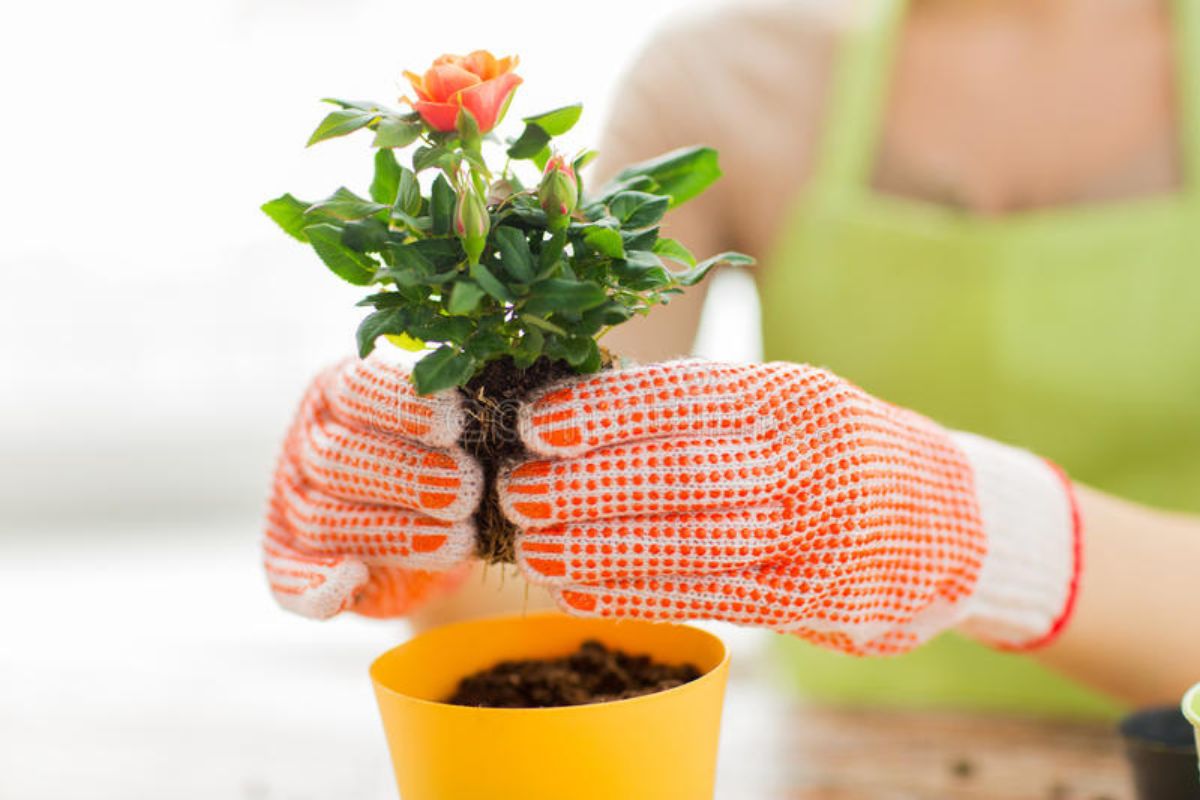 Aprenda a cuidar da sua roseira em vaso e se surpreenda com os resultados