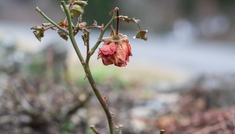 Desvendando o mistério: dicas infalíveis para evitar as rosas murchas