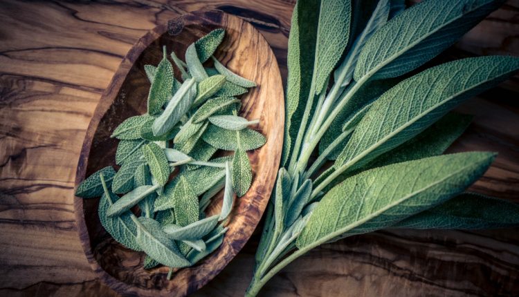 Sálvia: cultive essa erva versátil e descubra novas possibilidades na culinária e na saúde
