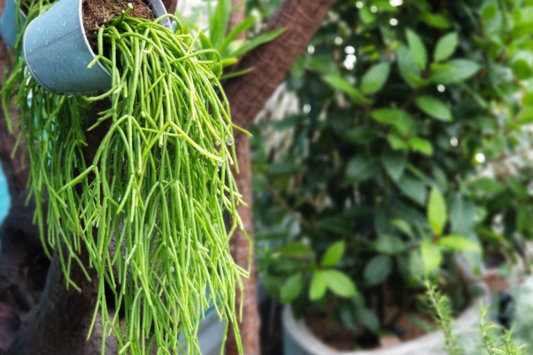 Cascata de beleza: descubra os segredos para cuidar de suculentas pendentes e transforme seu espaço em um oásis verde deslumbrante