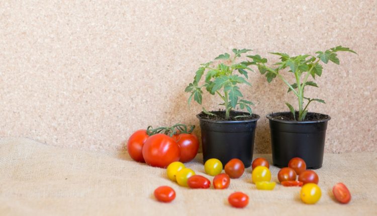 O segredo dos tomates deliciosos: dicas valiosas para o cultivo e cuidado