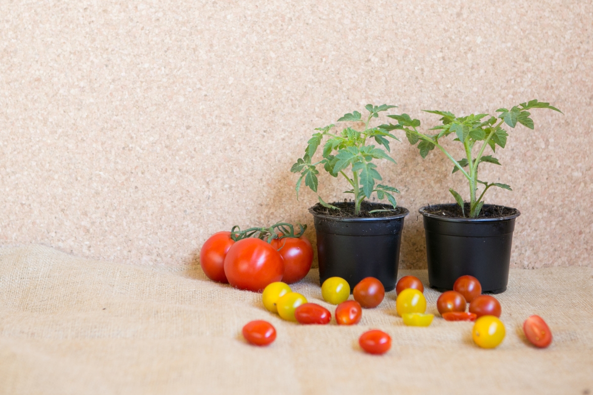 O segredo dos tomates deliciosos: dicas valiosas para o cultivo e cuidado