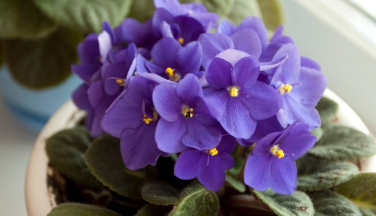 Violetas em flor: descubra os segredos para cultivar essas flores encantadoras